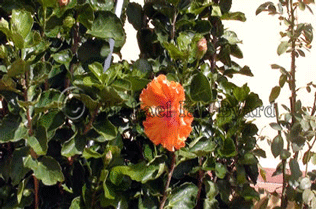 Orange Hibiscus